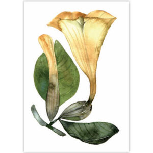 Tea Towel Datura 2