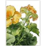 Tea Towel with Squash Blossoms designs