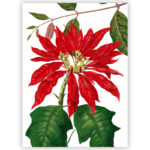 Tea Towel Poinsettia 1