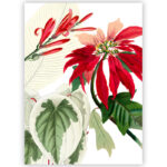 Tea Towel Poinsettia 2